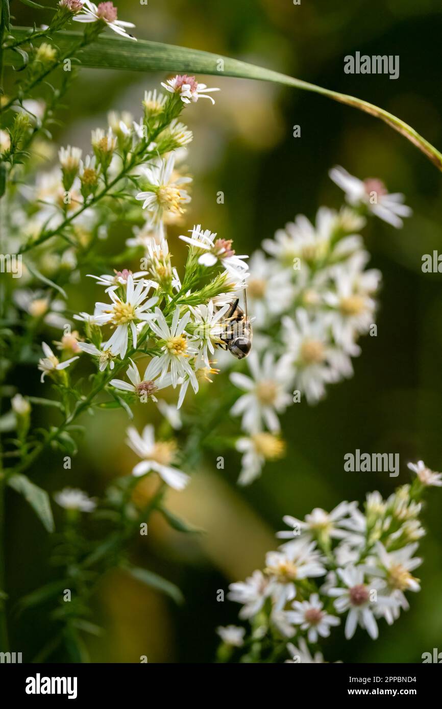 gros plan d'un petit insecte sur une fleur blanche Banque D'Images