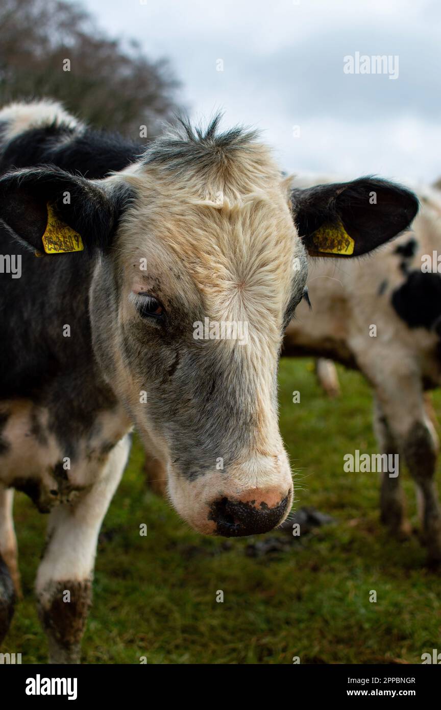 Portrait d'une vache dans un champ Banque D'Images