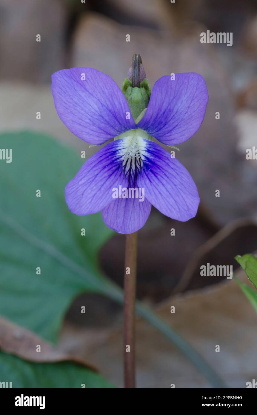 Violet bleu commun, Viola sororia Banque D'Images