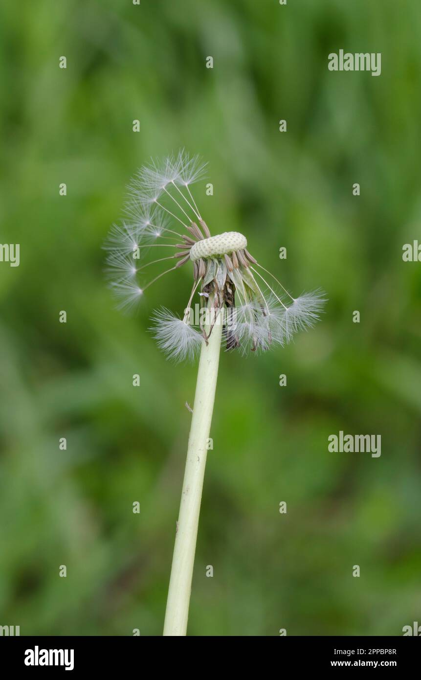 Pissenlit commun, Taraxacum officinale, graines de la tête de fructification dans le vent élevé Banque D'Images