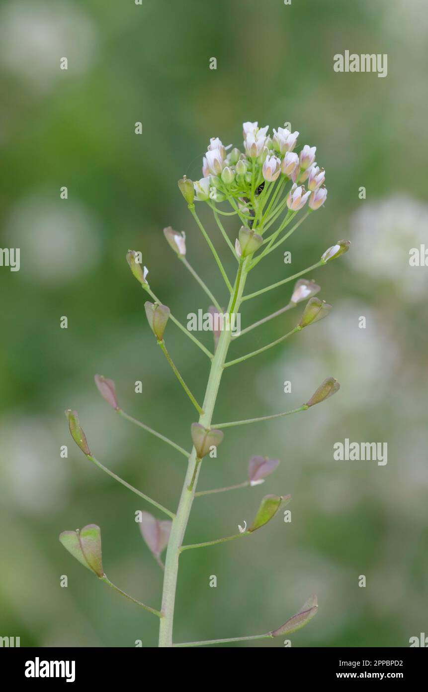 La Purse de Shepherd's, Capsella bursa-pastoris Banque D'Images