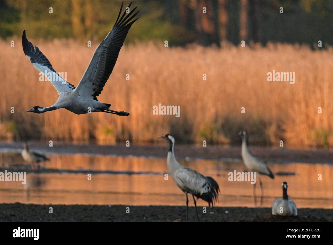 grues au coucher du soleil Banque D'Images