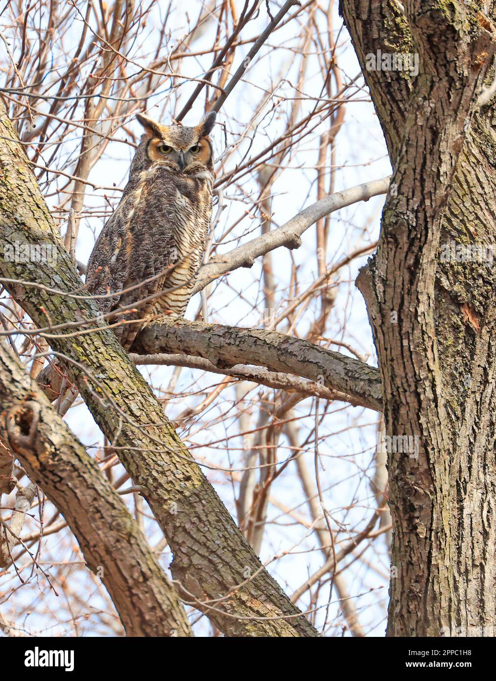 Chouette à cornes perchée sur une branche d'arbre dans la forêt, Québec, Canada Banque D'Images