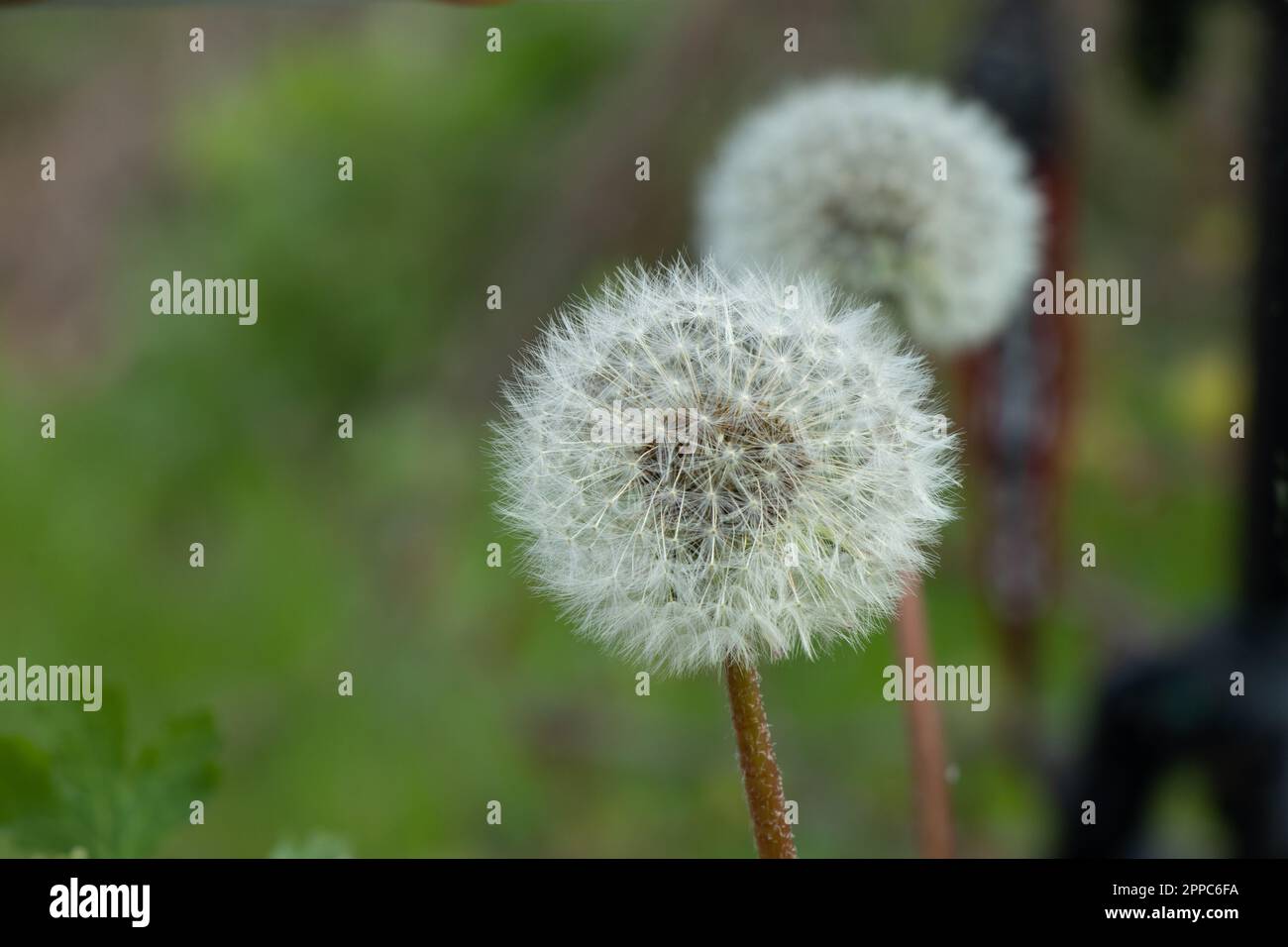un pissenlit sur un arrière-plan flou Banque D'Images