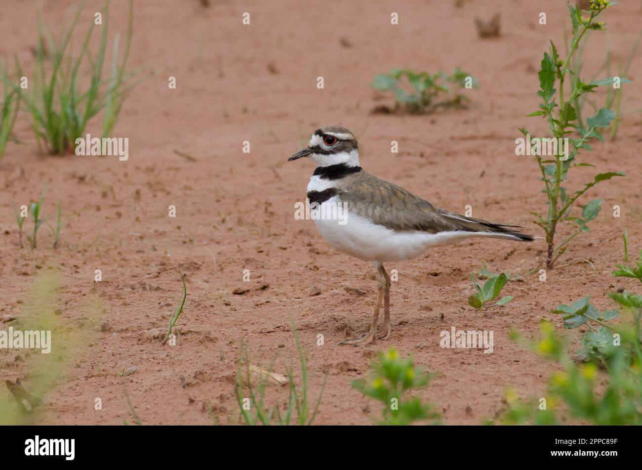 Charadrius vociferus Killdeer, Banque D'Images