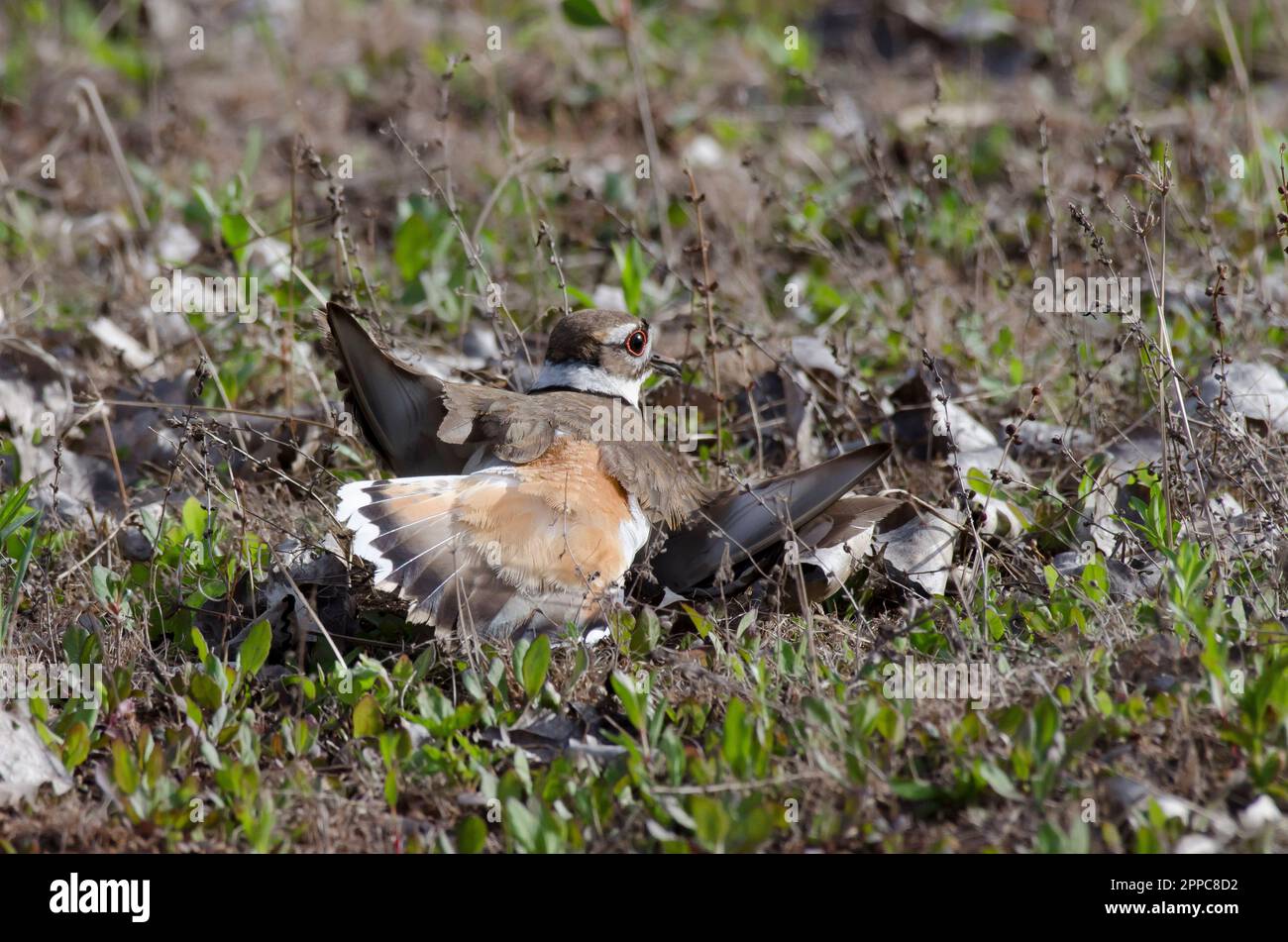 Killdeer, Charadrius vociferus, exposition de brisures Banque D'Images