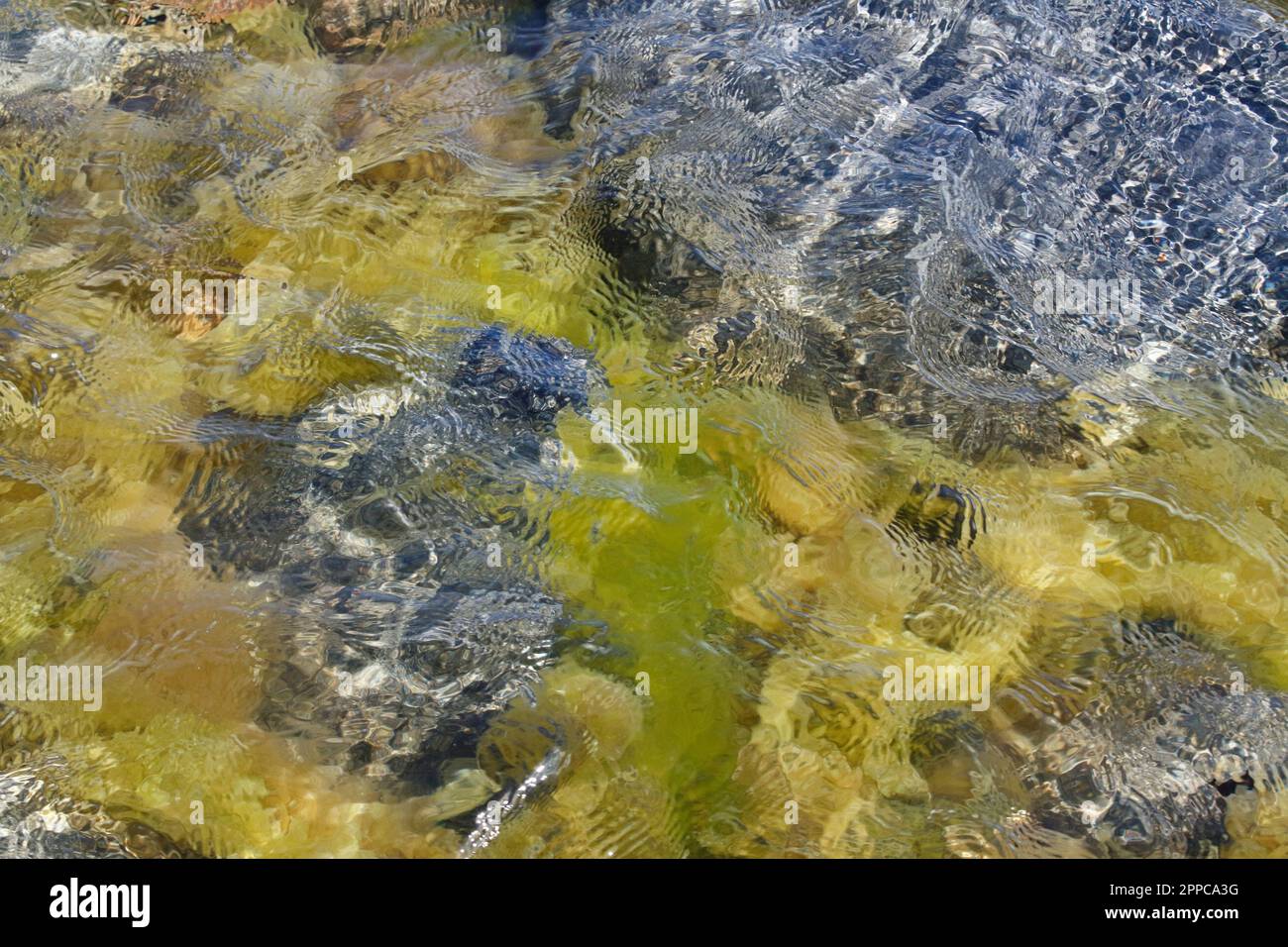 Les algues vertes et jaunes se balancent dans le flux d'eau de mer Banque D'Images