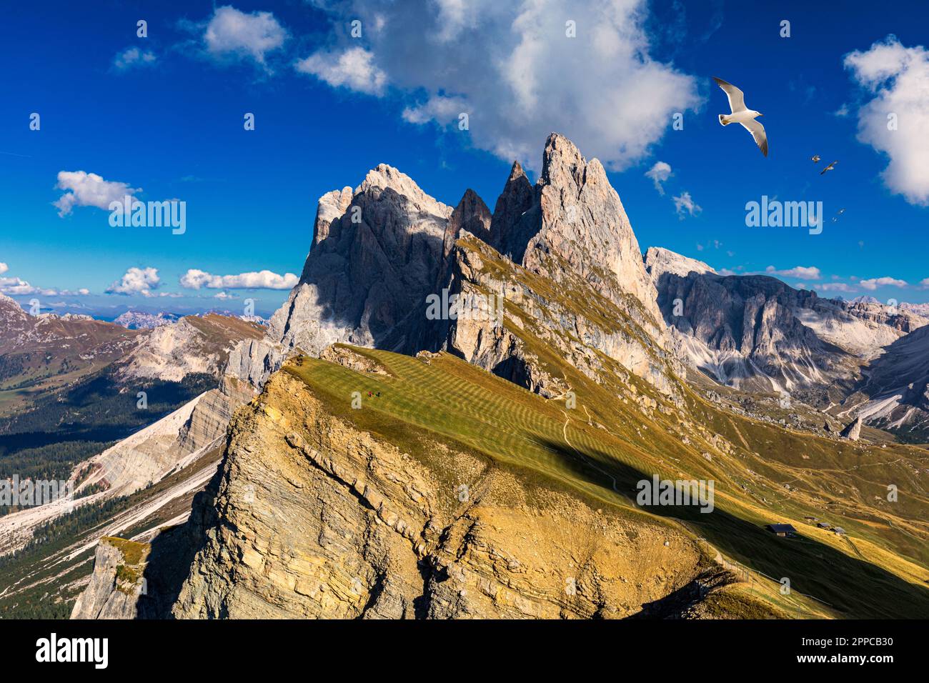 Vue sur Seceda avec des oiseaux volant au-dessus des sommets. Trentin Haut Adige Dolomites, Alpes, Tyrol du Sud, Italie. Val Gardena. Pic majestueux Furchetta. Odles Banque D'Images