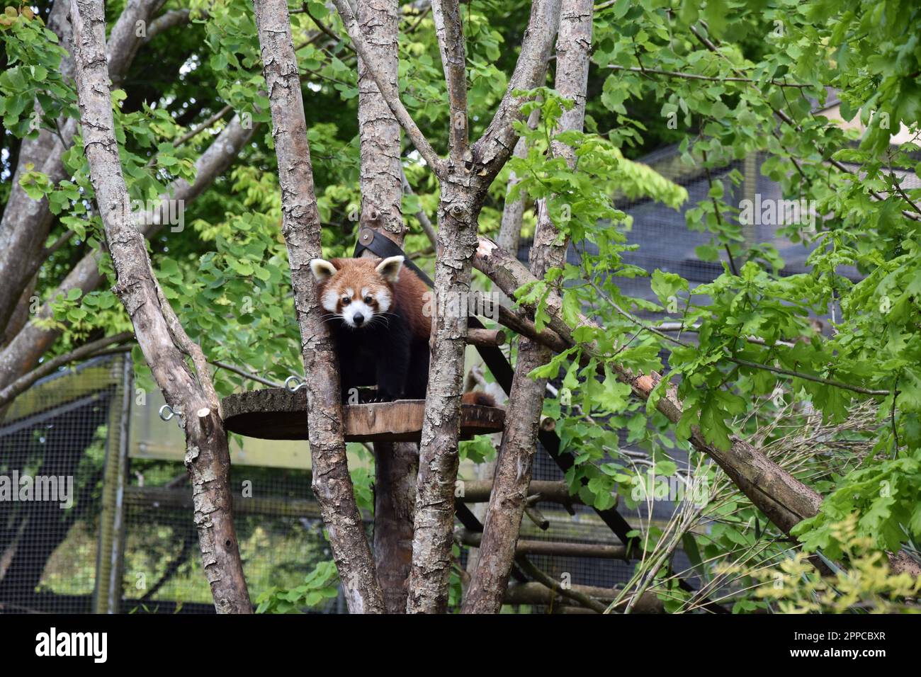 Panda rouge dans un arbre Banque D'Images