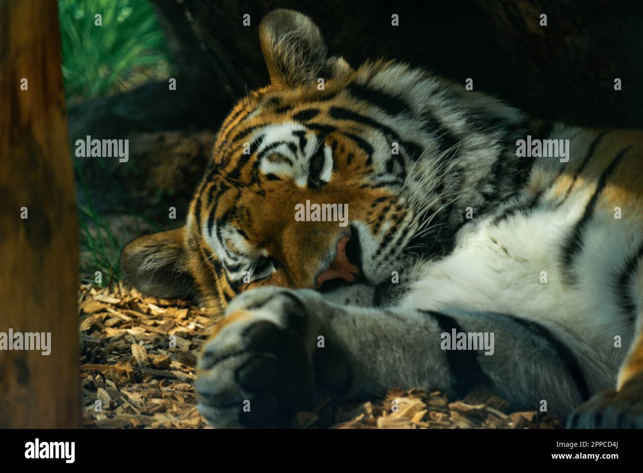 Le tigre de Sibérie ou tigre d'Amour qui repose sur le sol à l'ombre Banque D'Images