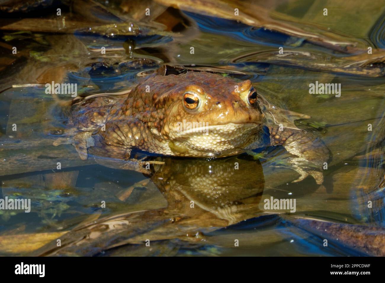 Le crapaud commun est une grenouille qui se trouve dans la plupart de l'Europe, dans la partie occidentale de l'Asie du Nord et dans une petite partie de l'Afrique du Nord-Ouest. Banque D'Images