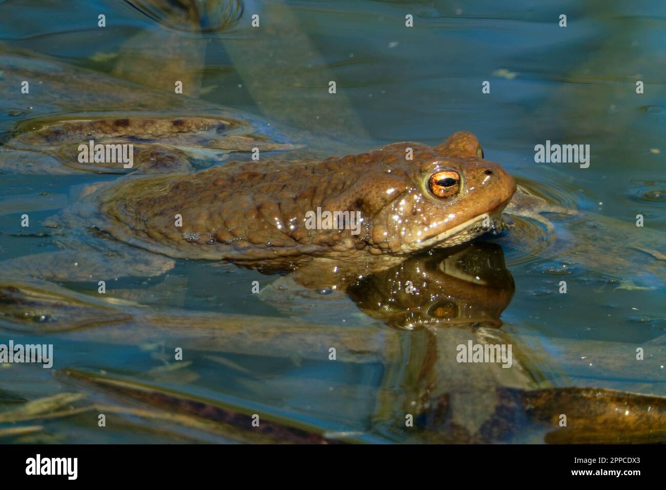 Le crapaud commun est une grenouille qui se trouve dans la plupart de l'Europe, dans la partie occidentale de l'Asie du Nord et dans une petite partie de l'Afrique du Nord-Ouest. Banque D'Images