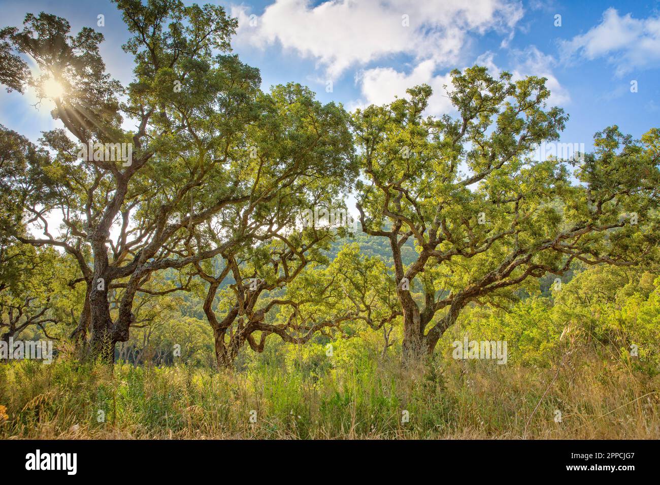 Paysage avec de vieux chênes-lièges dans un pré sauvage nature. Forêt méditerranéenne de chênes-lièges avec nuages et ciel bleu en Corse-du-Sud, France Banque D'Images