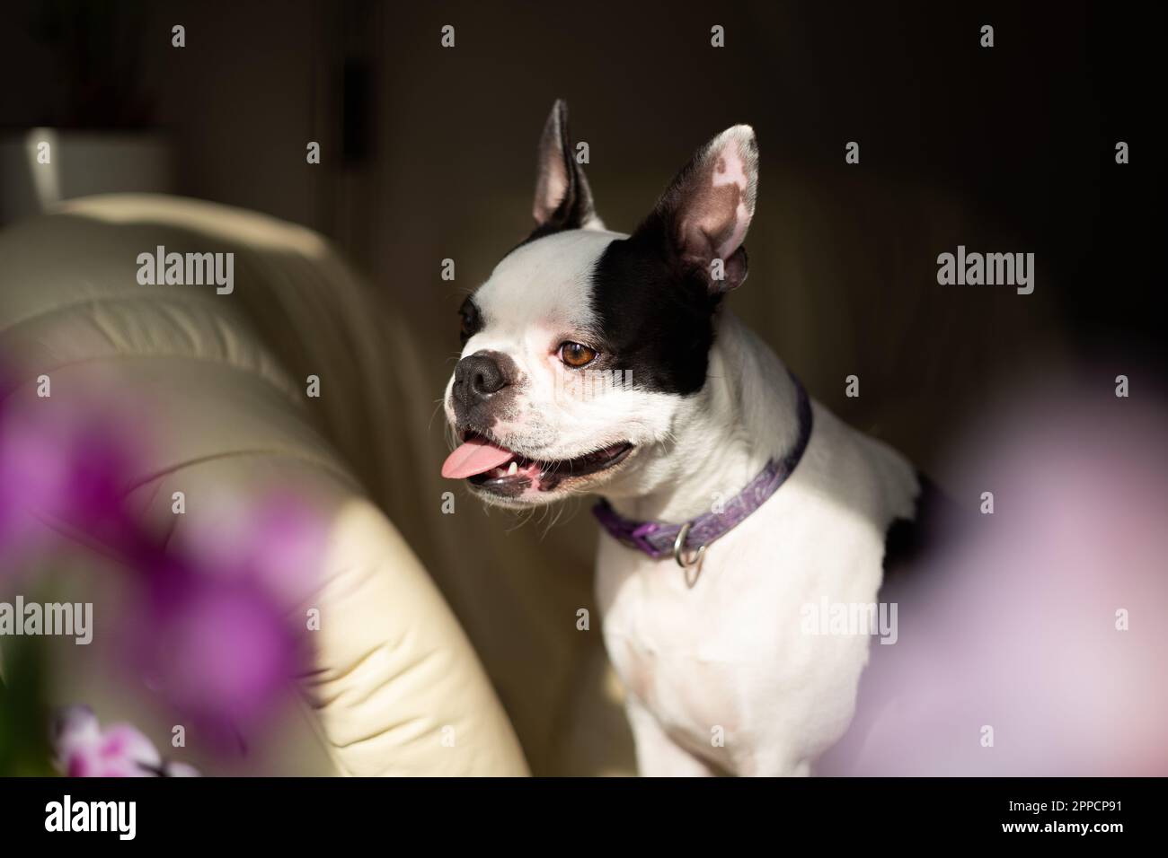 Chien de Boston Terrier assis sur un canapé-lit en cuir doux donnant par une fenêtre au soleil. Il y a des fleurs d'orchidées dans le foyer doux dans l'avant-gro Banque D'Images