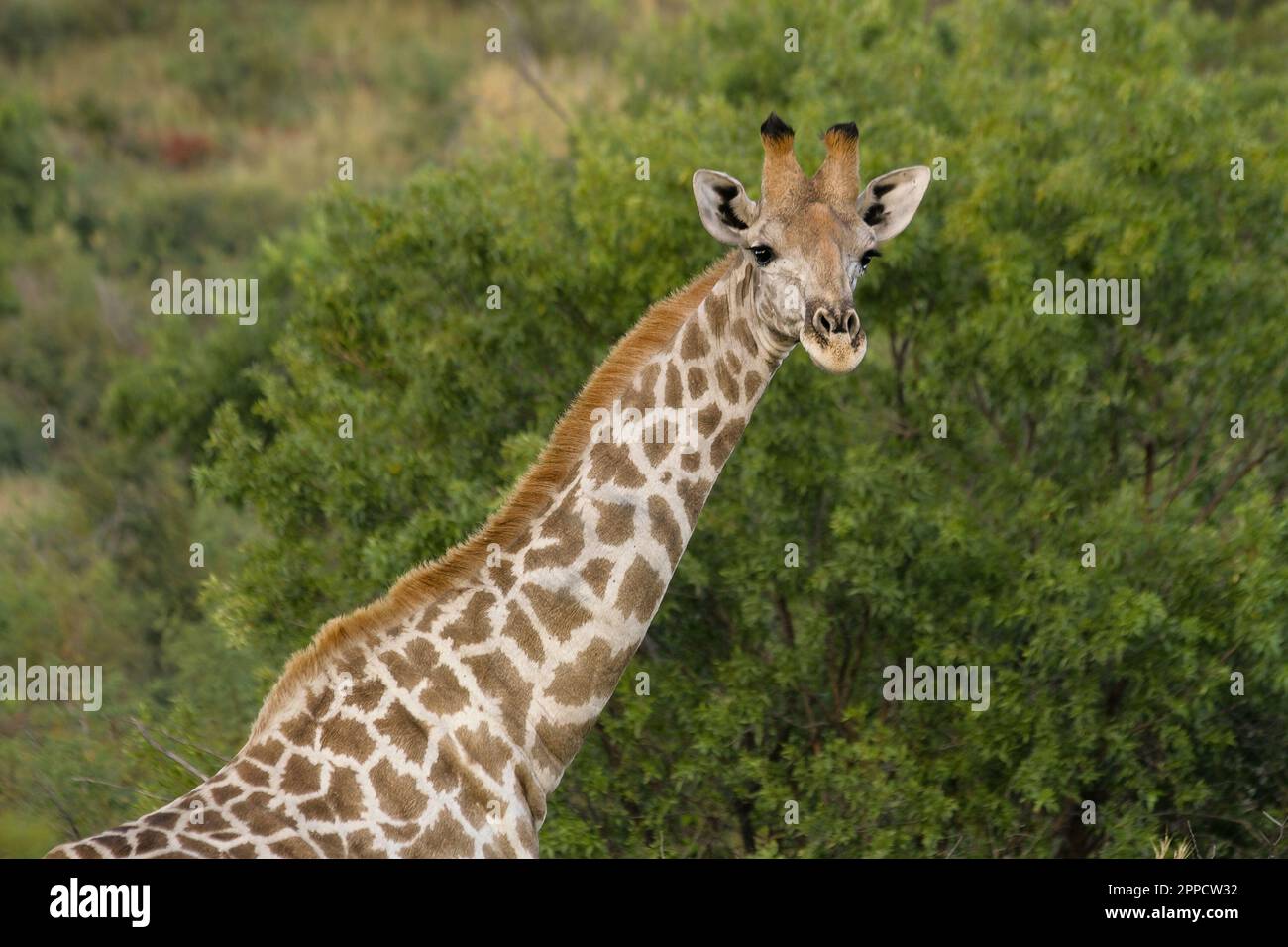 La girafe est le plus grand mammifère de ruminants et le plus grand de toutes les espèces éteintes Banque D'Images