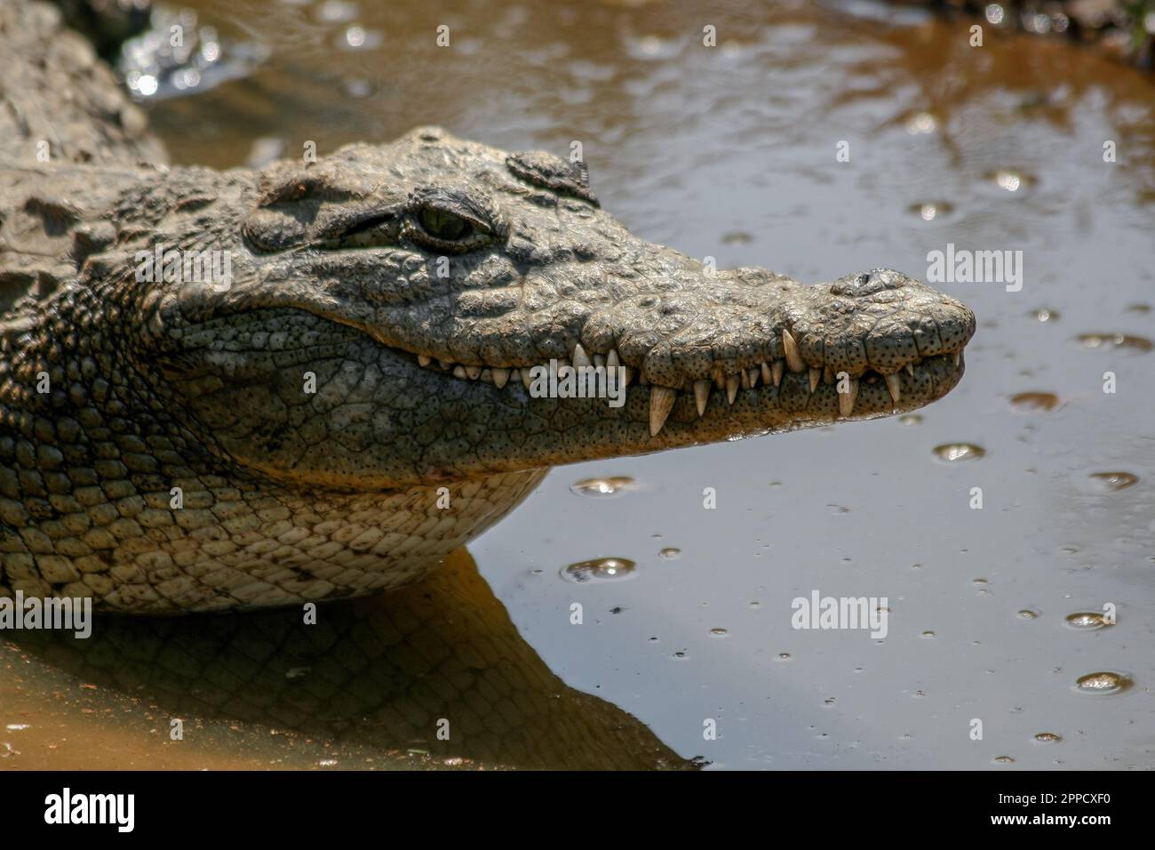 Les crocodiles sont un groupe de reptiles aux écailles osseuses qui habitent les marécages et les plans d'eau dans les régions chaudes. Banque D'Images