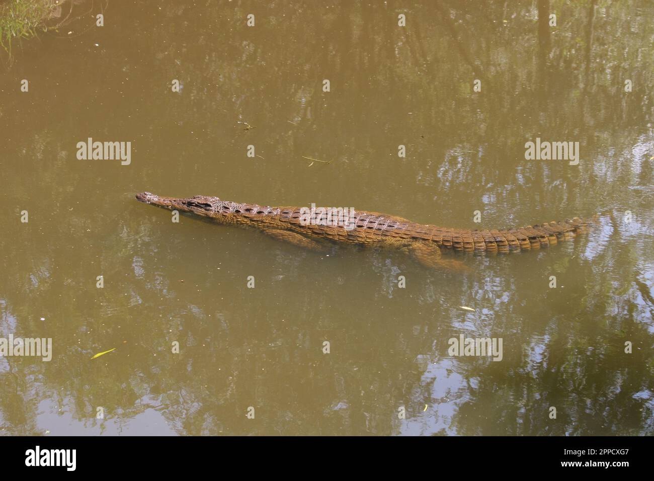 Les crocodiles sont un groupe de reptiles aux écailles osseuses qui habitent les marécages et les plans d'eau dans les régions chaudes. Banque D'Images