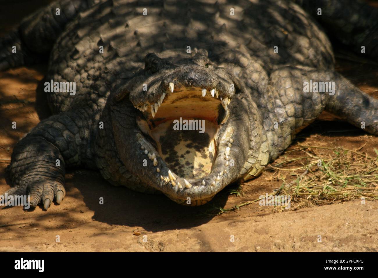 Les crocodiles sont un groupe de reptiles aux écailles osseuses qui habitent les marécages et les plans d'eau dans les régions chaudes. Banque D'Images