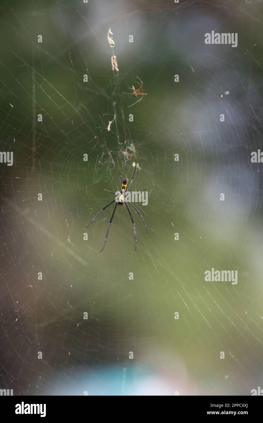 Spider est le nom général donné aux membres de l'ordre Araneae de la classe Arachnides de l'ordre Arachnides. Banque D'Images