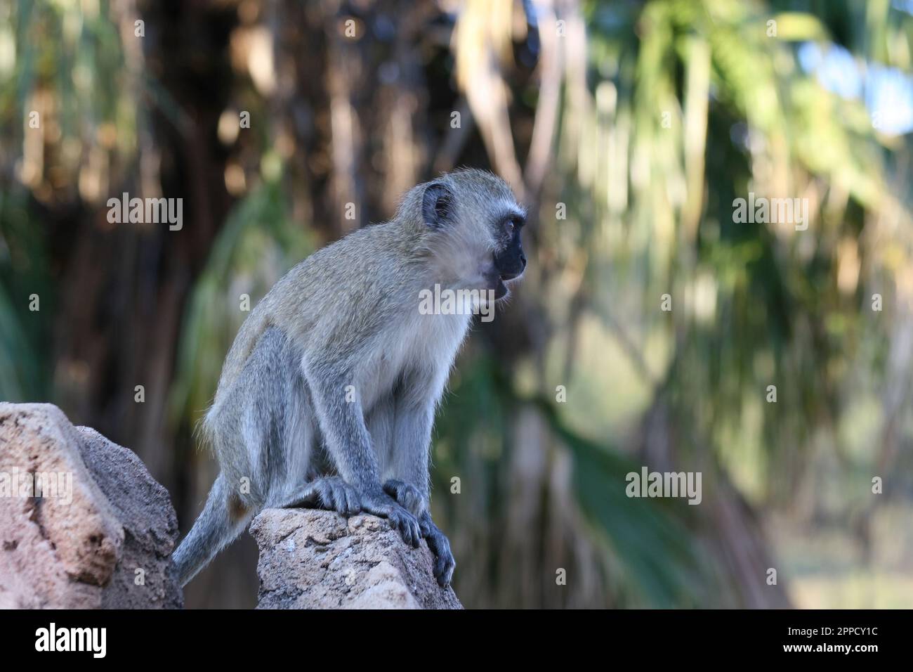 Singe Grivet perçant sur du bois sur fond de feuilles vertes Banque D'Images