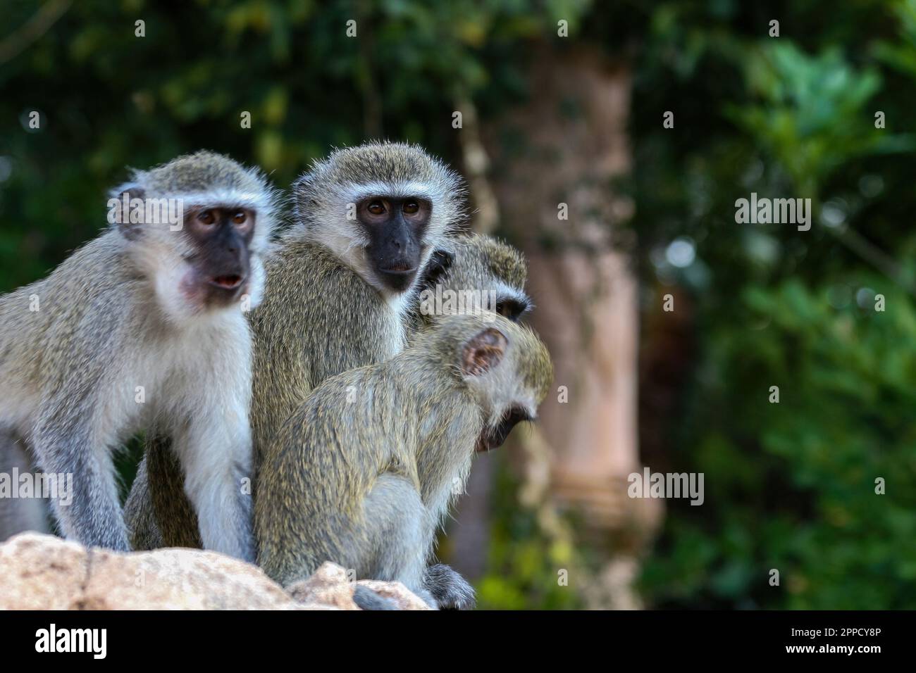 Singe Grivet perçant sur du bois sur fond de feuilles vertes Banque D'Images