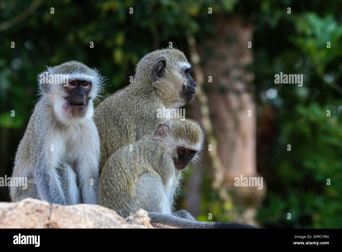 Singe Grivet perçant sur du bois sur fond de feuilles vertes Banque D'Images
