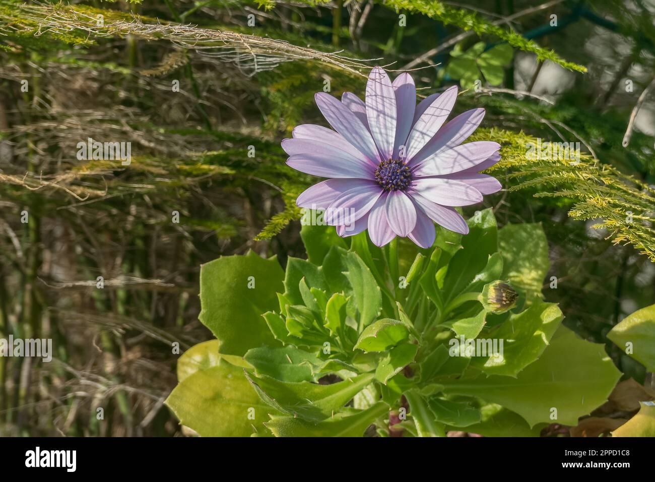 plante de pâquerette de cap avec fleur vue rapprochée avec la lumière du soleil à l'extérieur Banque D'Images