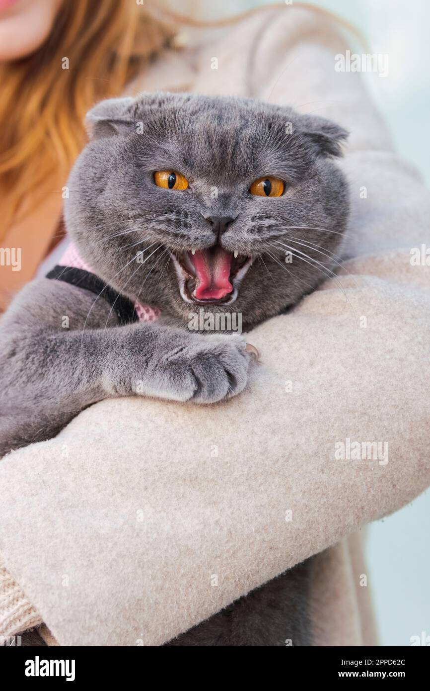 Femme portant un chat gris furieux Banque D'Images