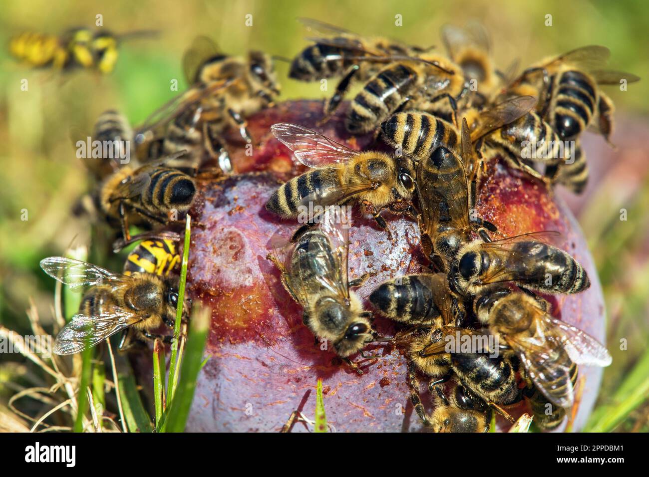 Abeille ou abeille dans le latin APIs mellifera, abeilles miel sur le fruit prune Banque D'Images