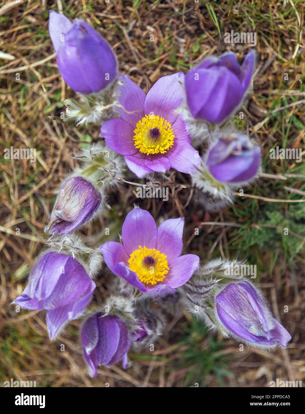 Pasqueflower.Belle fleur bleue de la plus grande fleur de pasque ou de la plus grande fleur de pasqueflower sur la prairie, en latin pulsatilla grandis Banque D'Images