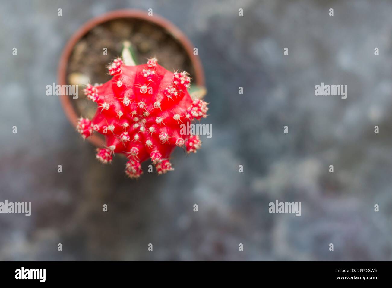 rouge gymnocalycium mihanovichii cactus avec pointes avec vase sur fond neutre à la lumière naturelle Banque D'Images