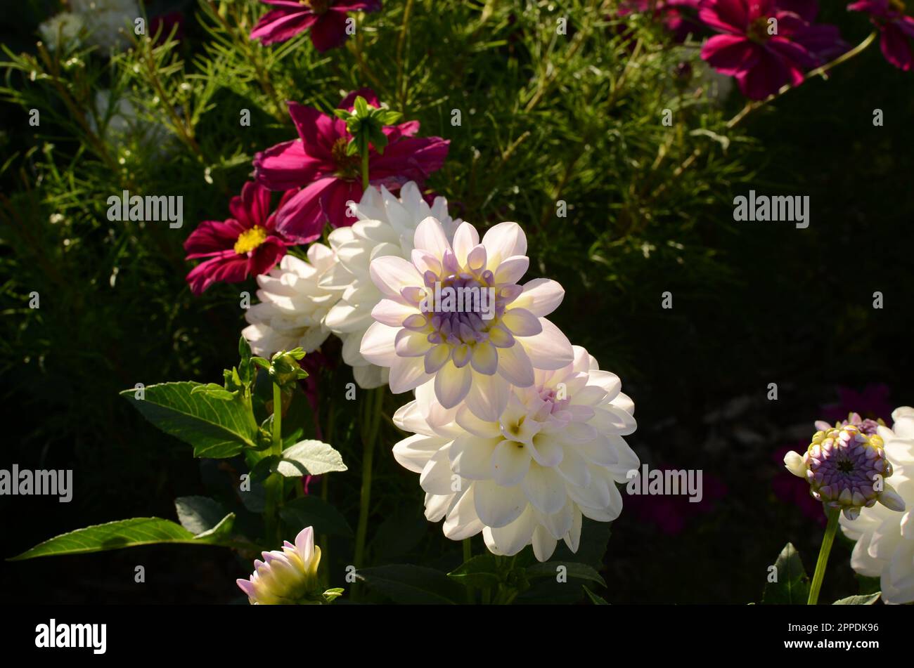 Fleurs Dahlia décoratives « Eveline ». Banque D'Images