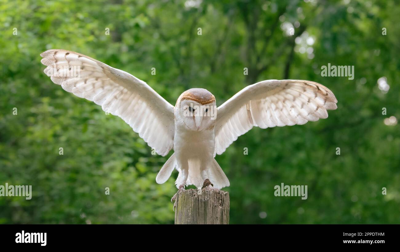 Un hibou de grange avec ses ailes ouvertes et étalées. Banque D'Images