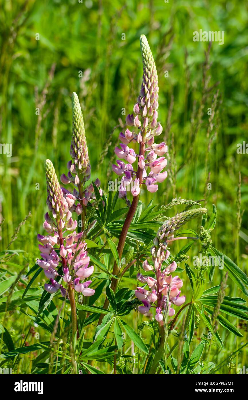 Fleurs lupin roses. Cavendish, parc national de l'Île-du-Prince-Édouard, Canada Banque D'Images