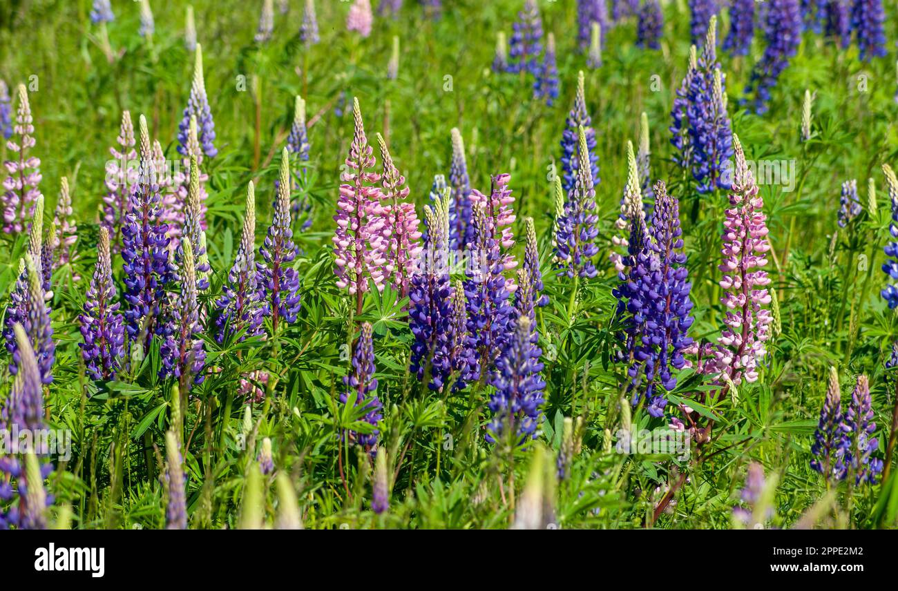 Champ de fleurs lupin colorées, dans les tons de violet et de rose. Cavendish, parc national de l'Île-du-Prince-Édouard, Canada Banque D'Images