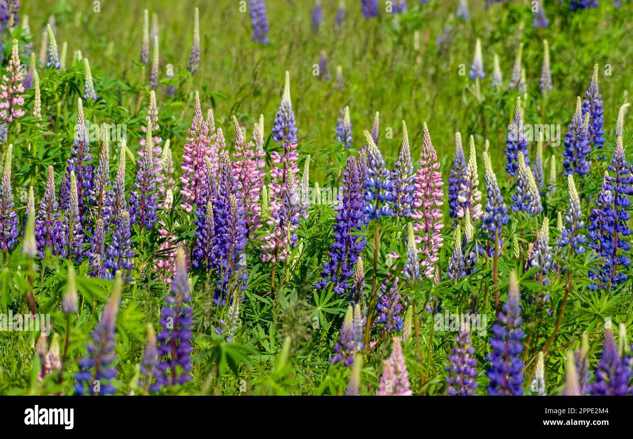 Champ de fleurs lupin colorées, dans les tons de violet et de rose. Cavendish, parc national de l'Île-du-Prince-Édouard, Canada Banque D'Images