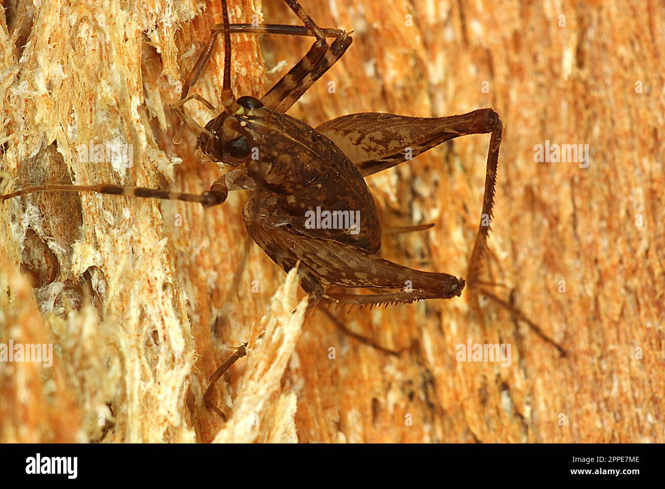 Cricket de chameau (Pleioplectron sp.) sur bois pourri Banque D'Images
