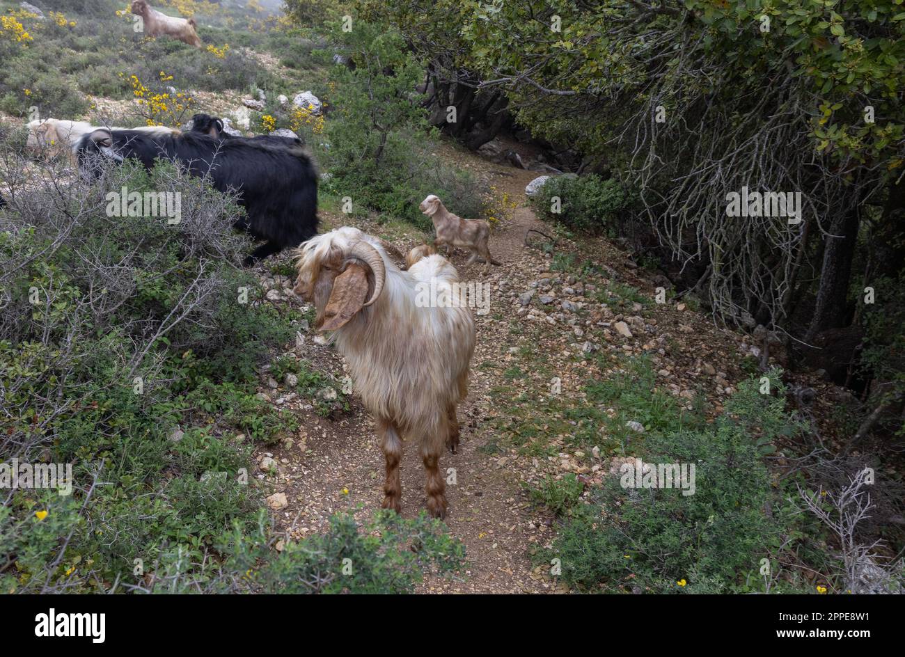 Troupeau de chèvres dans la brume matinale sur le Mont Meron en Israël Banque D'Images