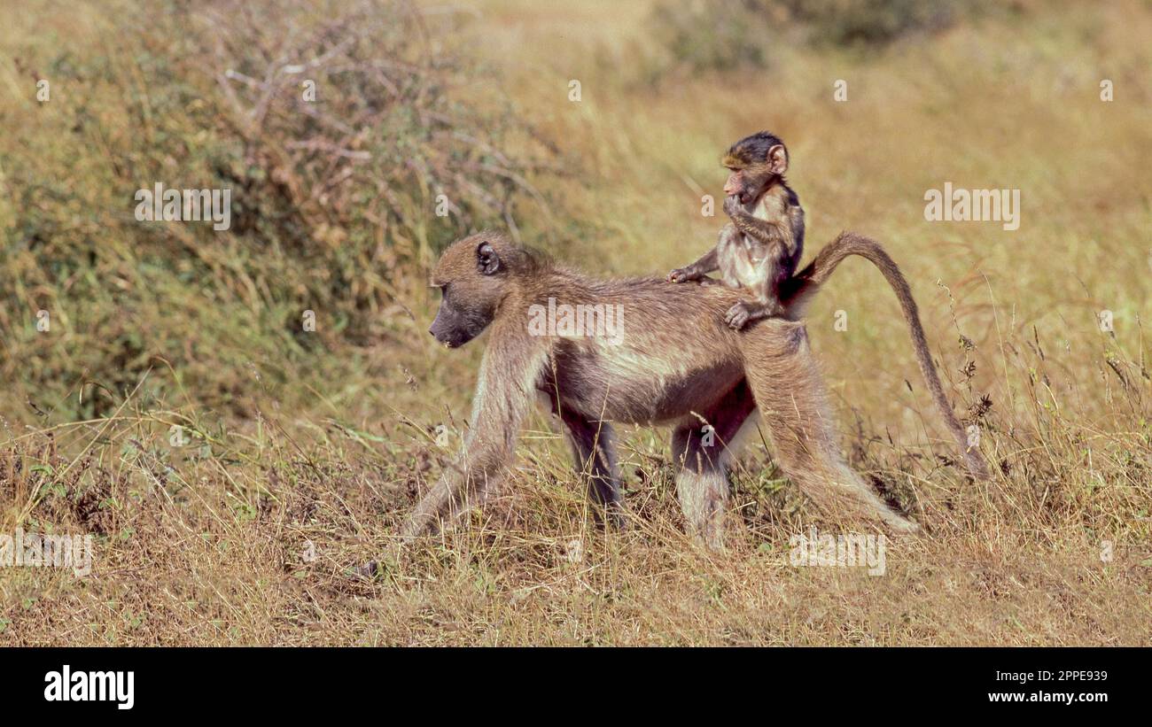 Une babouin de chacma femelle (Papio ursinus) marchant dans le parc national Kruger avec son bébé sur le dos. Banque D'Images