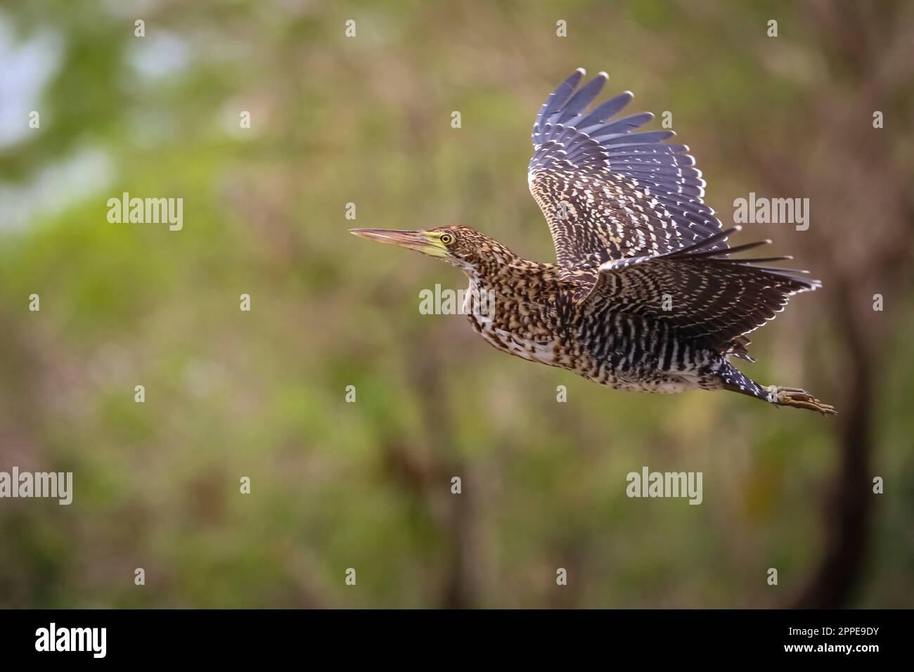 Heron tigre fascié en vol avec de belles ailes à motifs sur fond naturel défoqué, Pantanal Wetlands, Mato Grosso, Brésil Banque D'Images