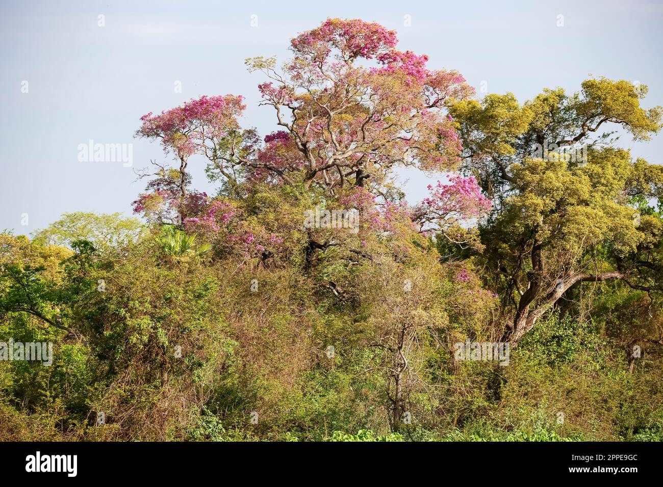 Pink Piuva Tree plein de fleurs dans une forêt de Cerrado, Pantanal Wetlands, Mato Grosso, Brésil Banque D'Images