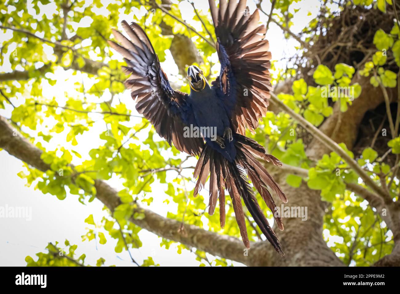 Vue d'ange basse d'une jacinthe Macaw avec des ailes étalées, juste commencé à voler, sur fond naturel et de la lumière, Pantanal Wetlands, Mato Grosso, Brazi Banque D'Images