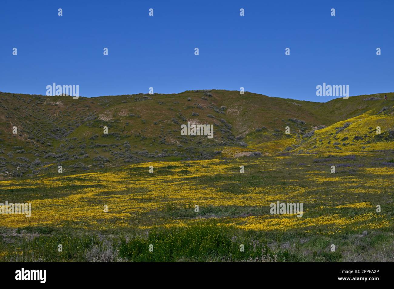 California Super Bloom Wildflower - Carrizo Plain Banque D'Images