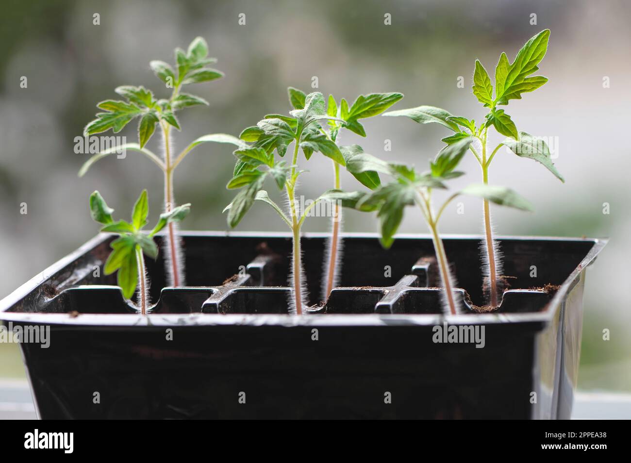 Solanum lycopersicum - Tomato plante des plantules dans un plateau de six paquets poussant sur un rebord de fenêtre - produit maison - des plantules végétales. Colombie-Britannique, Canada. Banque D'Images