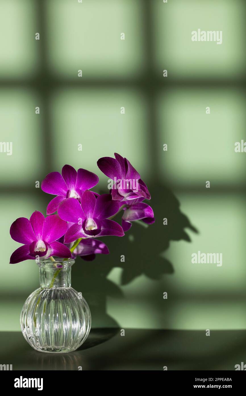 Branche d'orchidée pourpre dans un vase transparent sur fond de couleur olive, espace libre pour la copie. Silhouette de fleur et mesh ombré clairement visible sur le mur Banque D'Images
