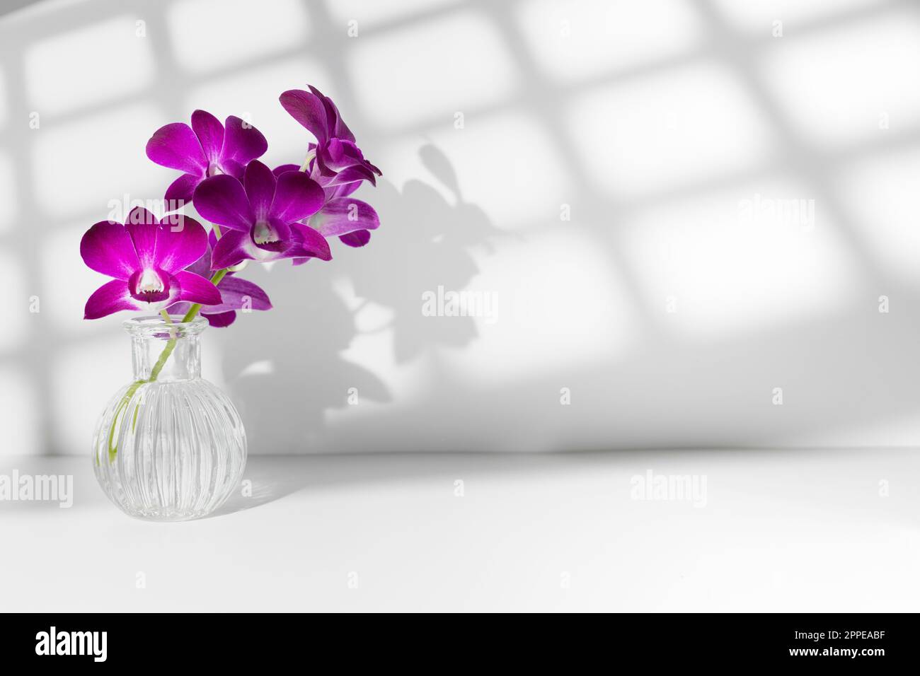 Bouquet de cinq fleurs d'orchidées violées dans un vase sur une table avec ombre carrée sur un mur en studio blanc. Livraison florale Banque D'Images