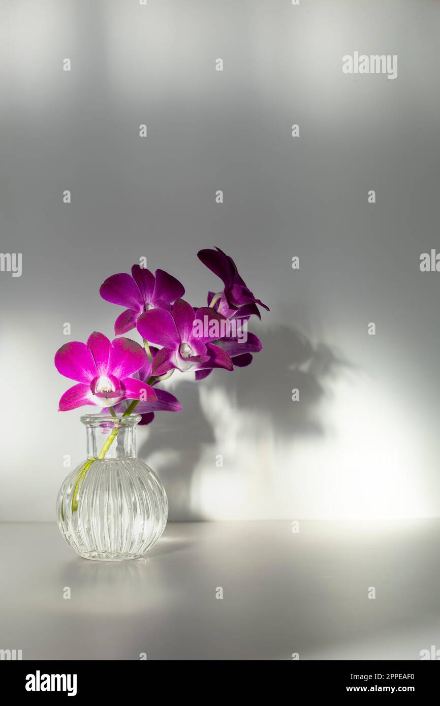 Bouquet de fleurs d'orchidées violet vif dans un petit vase en verre avec des ombres contrastées sombres sur un mur blanc. Décoration d'intérieur Banque D'Images