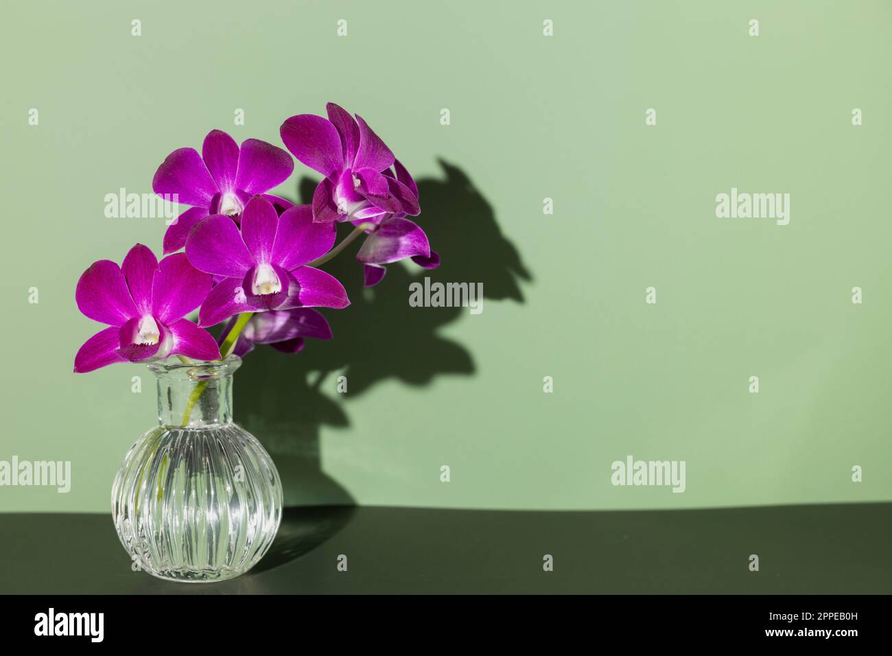Fleurs d'orchidées violettes en vase cylindrique avec ombres sur la table et le mur et poutres apparentes sur le vase dans la salle verte Banque D'Images