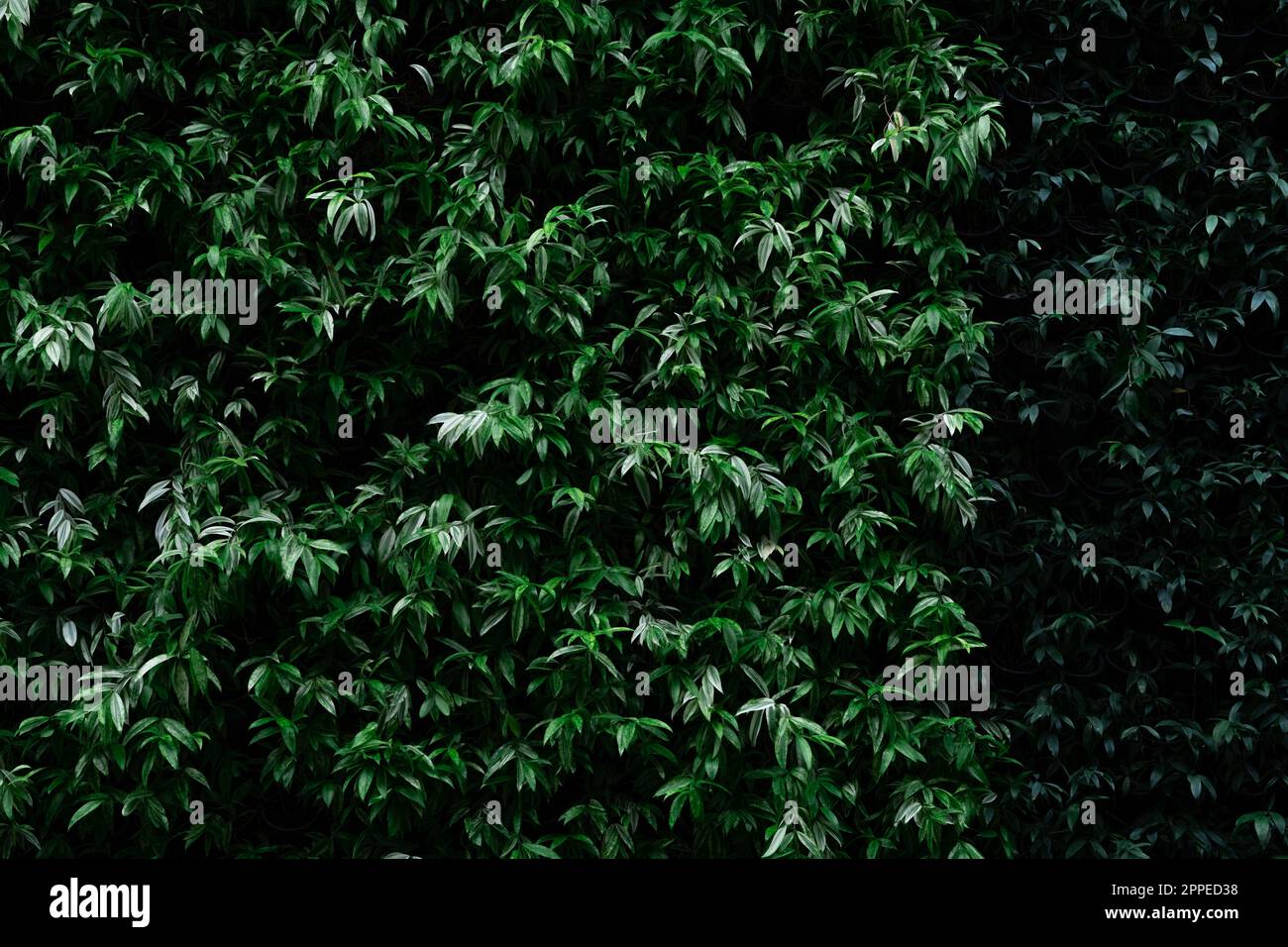 Plante verte sur fond de texture de mur de jardin vertical. Mur vert durable. Mur vert vivant. Mur écologique recouvert de végétation. Vert Banque D'Images