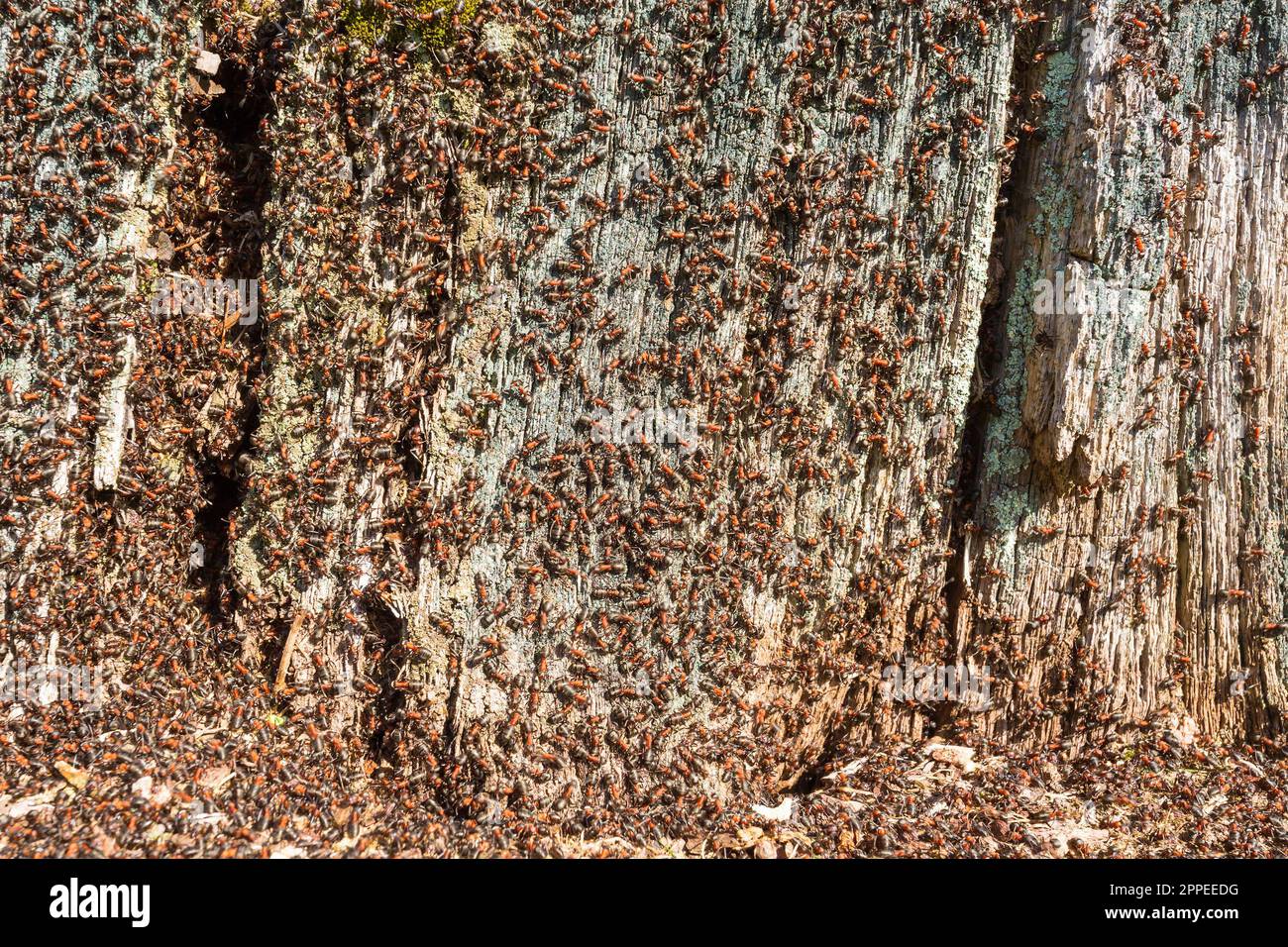 Beaucoup de fourmis sur une souche d'arbre Banque D'Images